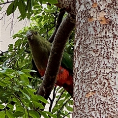 Alisterus scapularis (Australian King-Parrot) at Braddon, ACT - 15 Jan 2025 by Hejor1