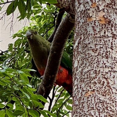 Alisterus scapularis (Australian King-Parrot) at Braddon, ACT - 15 Jan 2025 by Hejor1