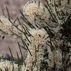 Hakea microcarpa (Small-fruit Hakea) at Yaouk, NSW - 5 Dec 2021 by AlisonMilton