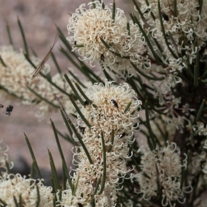 Hakea microcarpa at Yaouk, NSW by AlisonMilton