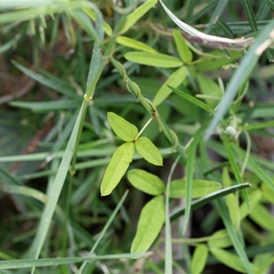 Glycine clandestina (Twining Glycine) at Yaouk, NSW - 5 Dec 2021 by AlisonMilton