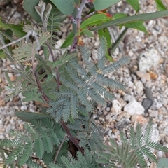 Acacia dealbata (Silver Wattle) at Yaouk, NSW - 5 Dec 2021 by AlisonMilton