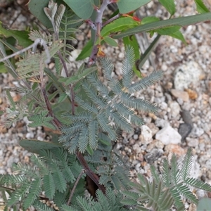 Acacia dealbata at Yaouk, NSW by AlisonMilton