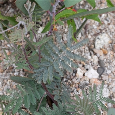 Acacia dealbata (Silver Wattle) at Yaouk, NSW - 5 Dec 2021 by AlisonMilton