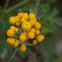 Chrysocephalum semipapposum (Clustered Everlasting) at Yaouk, NSW - 5 Dec 2021 by AlisonMilton