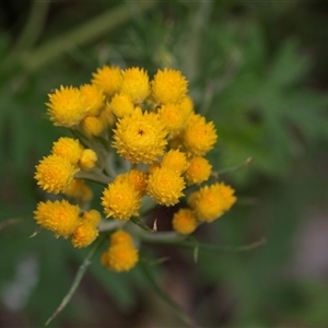 Chrysocephalum semipapposum (Clustered Everlasting) at Yaouk, NSW by AlisonMilton