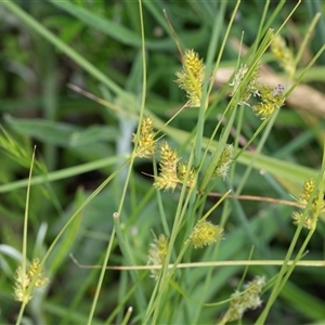 Carex inversa at Yaouk, NSW - 5 Dec 2021