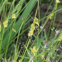 Carex inversa at Yaouk, NSW - 5 Dec 2021