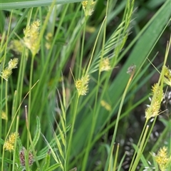 Carex inversa at Yaouk, NSW - 5 Dec 2021