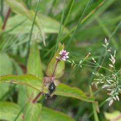 Veronica derwentiana (Derwent Speedwell) at Yaouk, NSW - 5 Dec 2021 by AlisonMilton