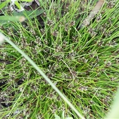 Schoenus apogon (Common Bog Sedge) at Yaouk, NSW - 5 Dec 2021 by AlisonMilton