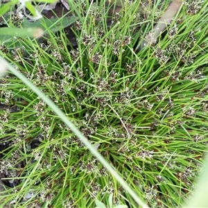 Schoenus apogon (Common Bog Sedge) at Yaouk, NSW by AlisonMilton