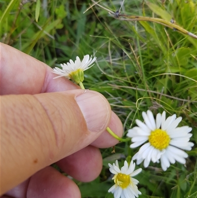 Brachyscome aculeata (Hill Daisy) at Tinderry, NSW - 19 Jan 2025 by danswell