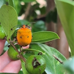 Tectocoris diophthalmus (Cotton harlequin bug) at Burnside, QLD - 19 Jan 2025 by clarehoneydove