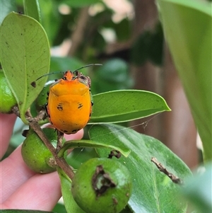 Tectocoris diophthalmus at Burnside, QLD - suppressed