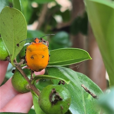 Tectocoris diophthalmus (Cotton harlequin bug) at Burnside, QLD - 19 Jan 2025 by clarehoneydove