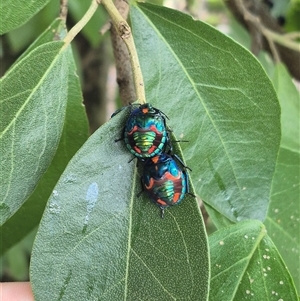 Tectocoris diophthalmus at Burnside, QLD - suppressed