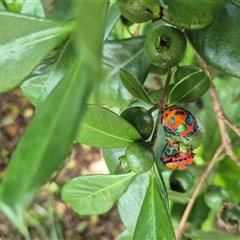 Tectocoris diophthalmus at Burnside, QLD - suppressed