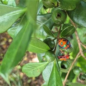 Tectocoris diophthalmus at Burnside, QLD - suppressed
