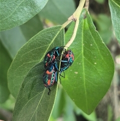 Tectocoris diophthalmus at Burnside, QLD - suppressed