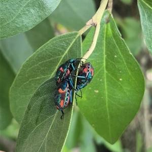Tectocoris diophthalmus at Burnside, QLD - suppressed