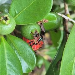 Tectocoris diophthalmus at Burnside, QLD - suppressed