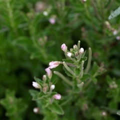 Epilobium billardiereanum (Willowherb) at Yaouk, NSW - 5 Dec 2021 by AlisonMilton