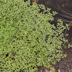 Callitriche stagnalis (Common Starwort) at Yaouk, NSW - 5 Dec 2021 by AlisonMilton