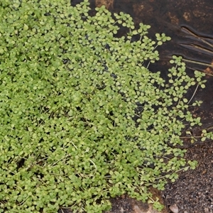 Callitriche stagnalis (Common Starwort) at Yaouk, NSW by AlisonMilton