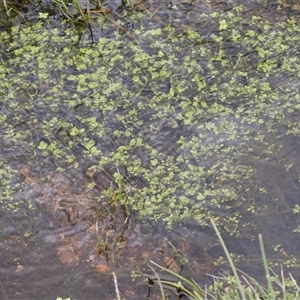 Unidentified Other Fresh Water Plant at Yaouk, NSW by AlisonMilton