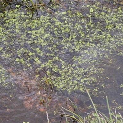 Callitriche sp. at Yaouk, NSW - 5 Dec 2021 by AlisonMilton