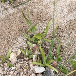 Veronica sp. at Yaouk, NSW by AlisonMilton