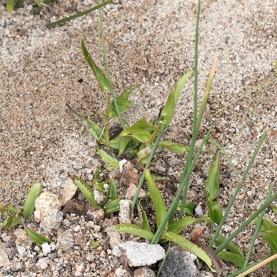 Veronica derwentiana (Derwent Speedwell) at Yaouk, NSW - 5 Dec 2021 by AlisonMilton