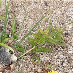 Veronica derwentiana at Yaouk, NSW - 5 Dec 2021 01:02 PM