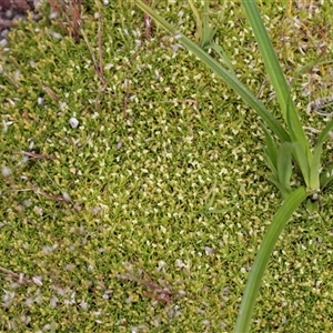 Scleranthus biflorus at Yaouk, NSW by AlisonMilton