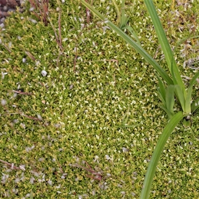 Scleranthus biflorus (Twin-flower Knawel) at Yaouk, NSW - 5 Dec 2021 by AlisonMilton