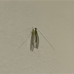 Chrysopidae (family) (Unidentified Green lacewing) at Gordon, ACT - 18 Jan 2025 by GG