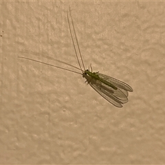 Chrysopidae (family) at Gordon, ACT - 18 Jan 2025 11:24 PM