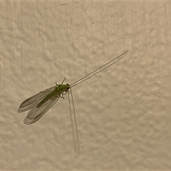 Chrysopidae (family) at Gordon, ACT - 18 Jan 2025 11:24 PM