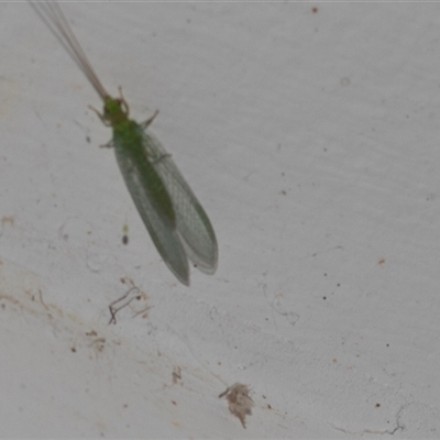 Chrysopidae (family) (Unidentified Green lacewing) at Higgins, ACT - 22 Nov 2024 by AlisonMilton