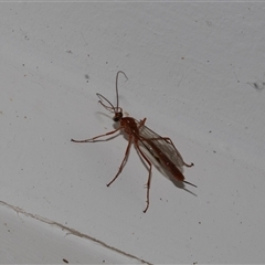 Ichneumonidae (family) (Unidentified ichneumon wasp) at Higgins, ACT - 22 Nov 2024 by AlisonMilton