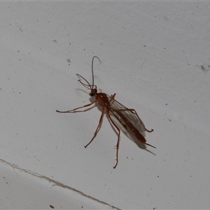 Unidentified Parasitic wasp (numerous families) at Higgins, ACT by AlisonMilton