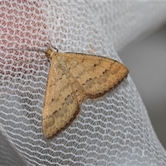 Scopula rubraria (Reddish Wave, Plantain Moth) at Higgins, ACT - 22 Nov 2024 by AlisonMilton