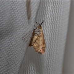 Scopula rubraria at Higgins, ACT - 22 Nov 2024