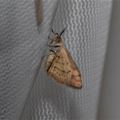 Scopula rubraria at Higgins, ACT - 22 Nov 2024