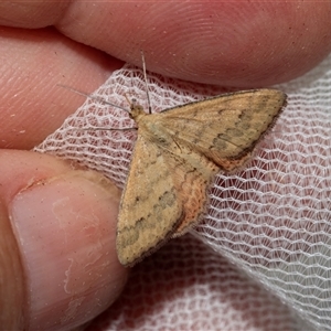 Scopula rubraria at Higgins, ACT - 22 Nov 2024