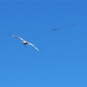 Threskiornis molucca at Fyshwick, ACT by RodDeb