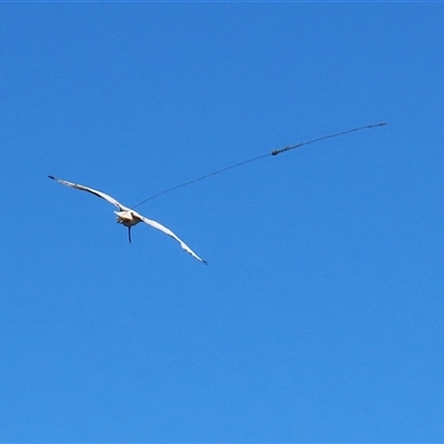 Threskiornis molucca (Australian White Ibis) at Fyshwick, ACT - 19 Jan 2025 by RodDeb