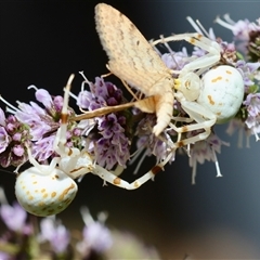 Thomisidae (family) (Unidentified Crab spider or Flower spider) at Hughes, ACT - 18 Jan 2025 by LisaH