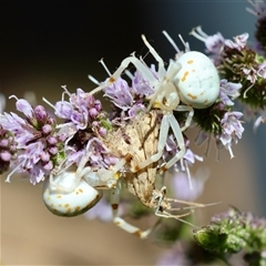 Thomisidae (family) at Hughes, ACT - suppressed